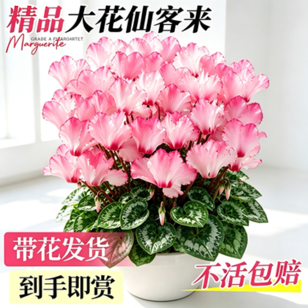 仙客来盆栽带花特大花苗室内好养花卉绿植蝶衣花重瓣开花阳台植物