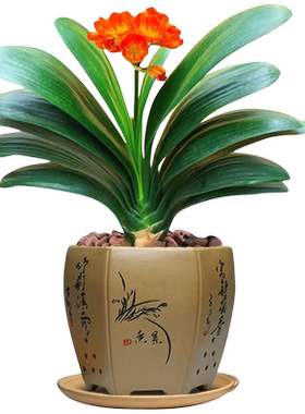 君子兰盆栽圆头和尚精品客厅
