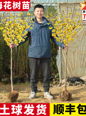 腊梅花树苗庭院地栽耐寒冬季开花卉植物阳台浓香原生高杆素心腊梅