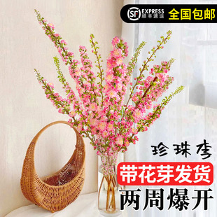桃花枝鲜枝水培植物水养干枝雪柳龙柳室内花卉盆栽懒人喷雪花绿植