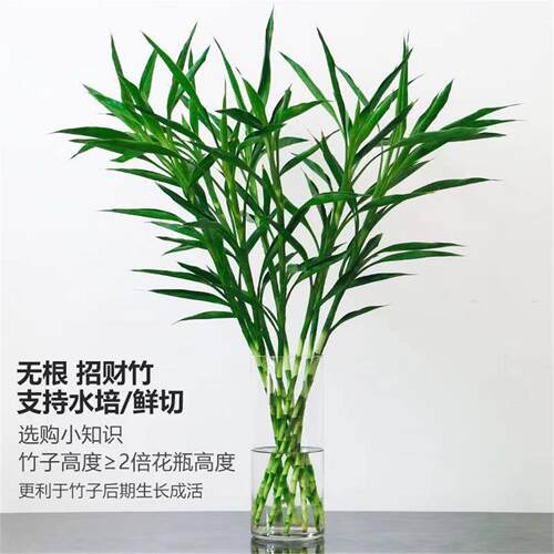 网红植物招财竹细叶富贵好