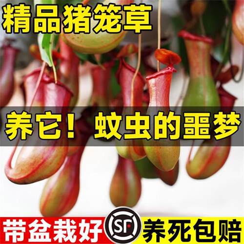 猪笼草盆栽室内客厅四季花