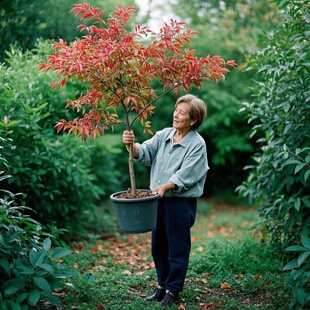 南天竹盆栽红叶天竺大花树苗水培火焰老桩盆景结果植物果植物耐寒
