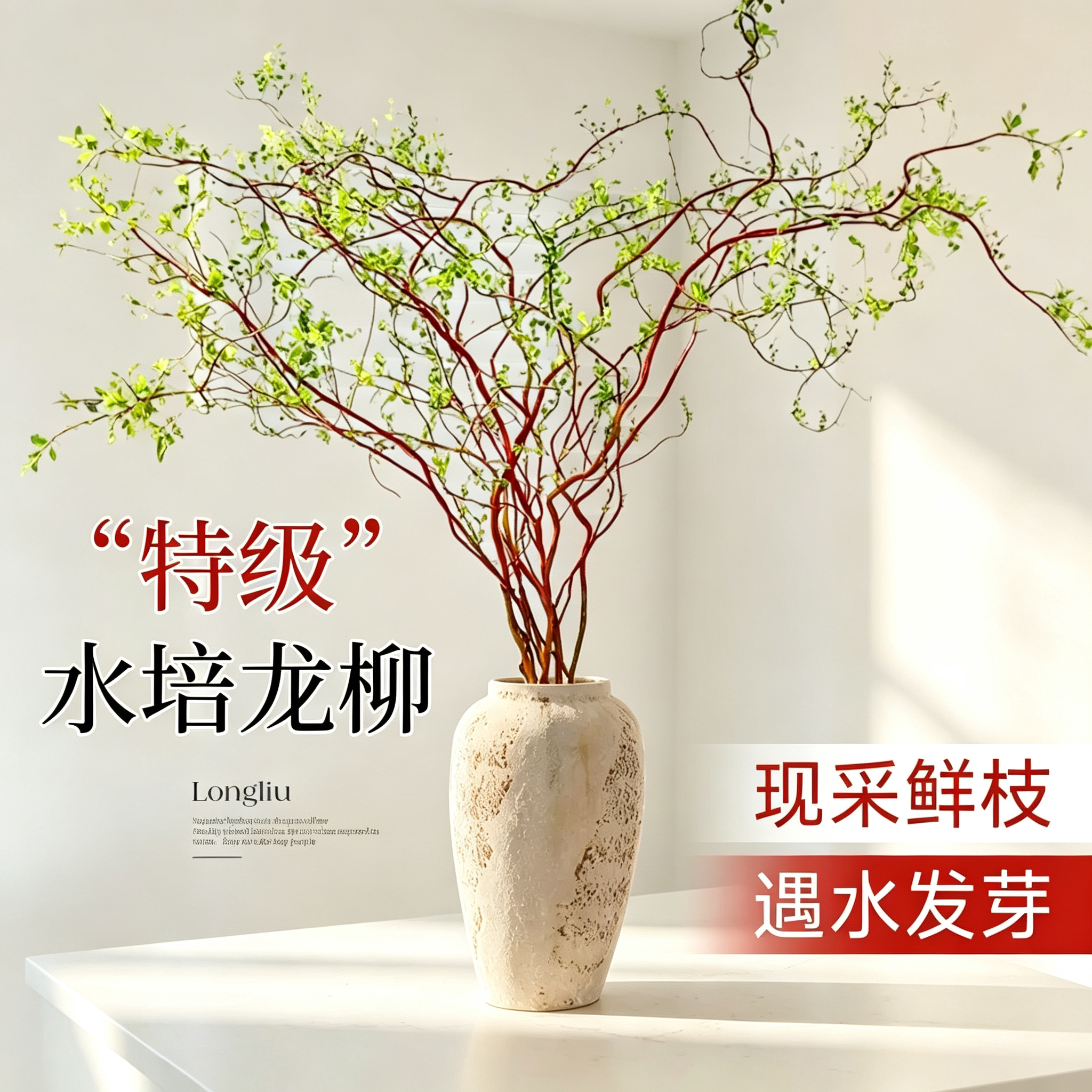 龙柳鲜枝水培植物雪柳干枝带花苞柳条枝客厅绿植花卉室内盆栽好养
