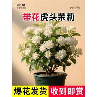 正宗虎头茉莉花盆栽重瓣大花独杆圆叶老桩花卉绿植懒人适合养的花