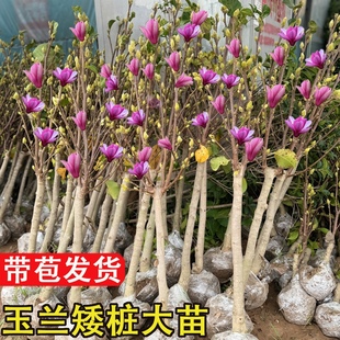 带花苞紫玉兰花苗庭院别墅花卉矮化盆栽地栽四季开绿化耐寒大树苗