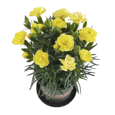 康乃馨盆栽花苗带苞室内阳台