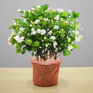 茉莉花苗盆栽带花苞九里香老桩驱蚊水培栀子花卉绿植物室内四季开