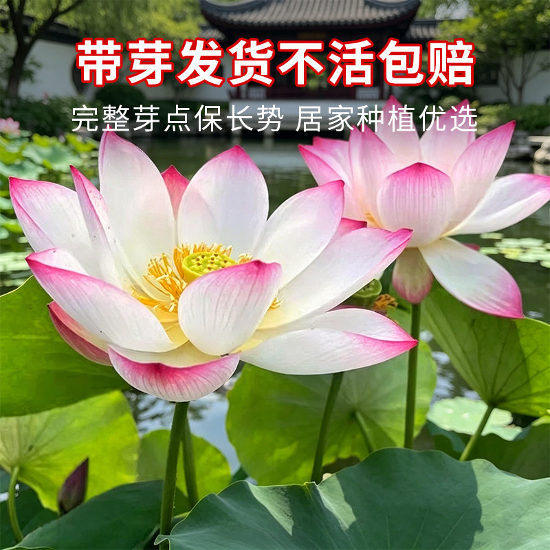 荷花种根苗盆栽水养观赏荷花种藕苗碗莲花种籽子水培植物室内好养