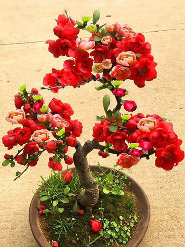 海棠花盆栽树苗景重瓣老桩