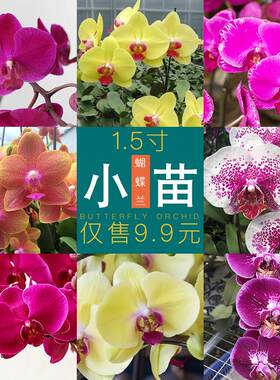 17寸蝴蝶兰小苗婴儿正宗对版
