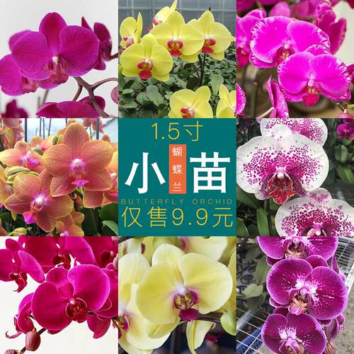 17寸蝴蝶兰小苗婴儿正宗对版