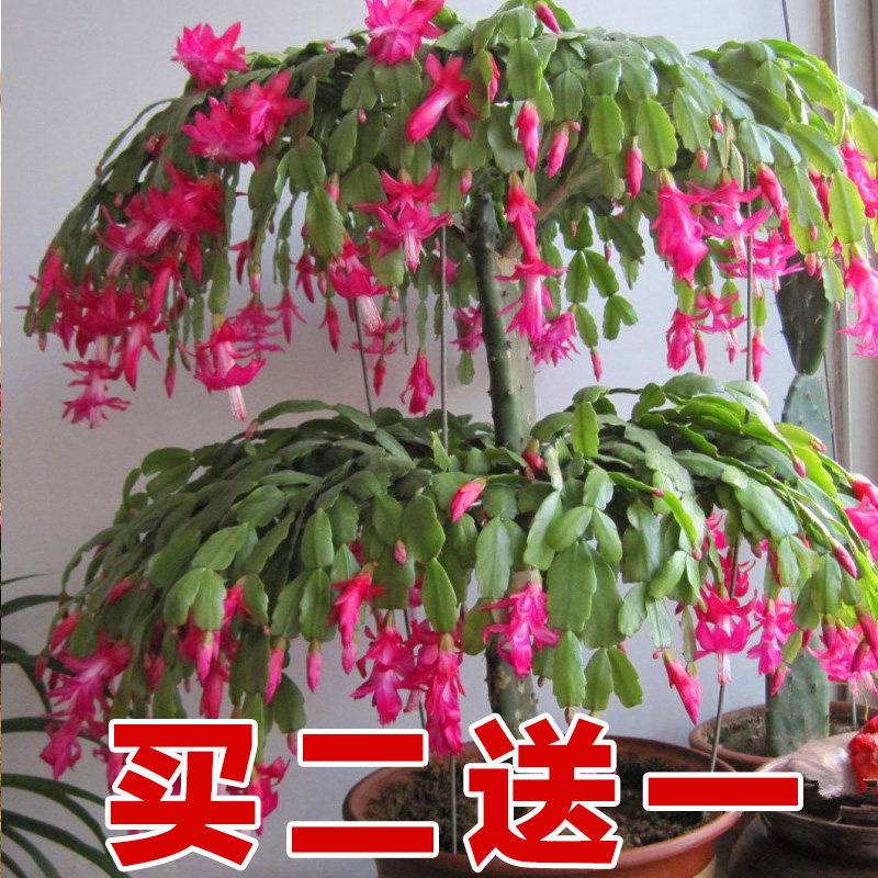 蟹爪兰苗带根带花包邮蟹爪莲可嫁接人仙掌小盆栽当年四季开花