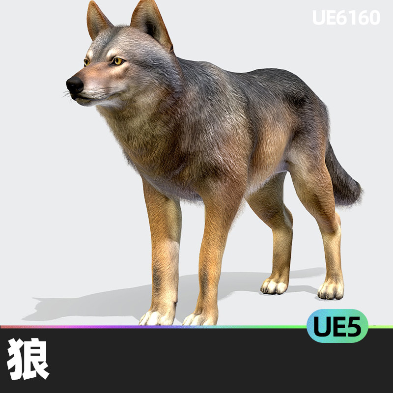 1人物角色荒野灰狼动画哺乳动物低聚模型