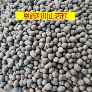 2023年新鲜铁棍山药豆非温县山药籽蔬菜恩施利川团堡山药蛋5斤包