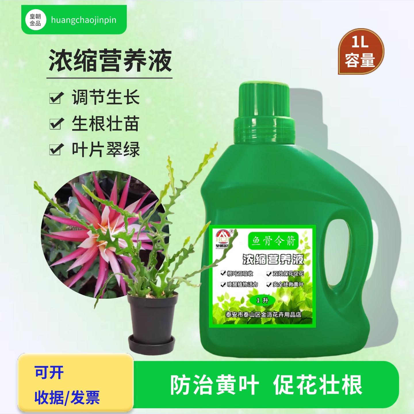 鱼骨令箭多肉植物盆栽浓缩营养液