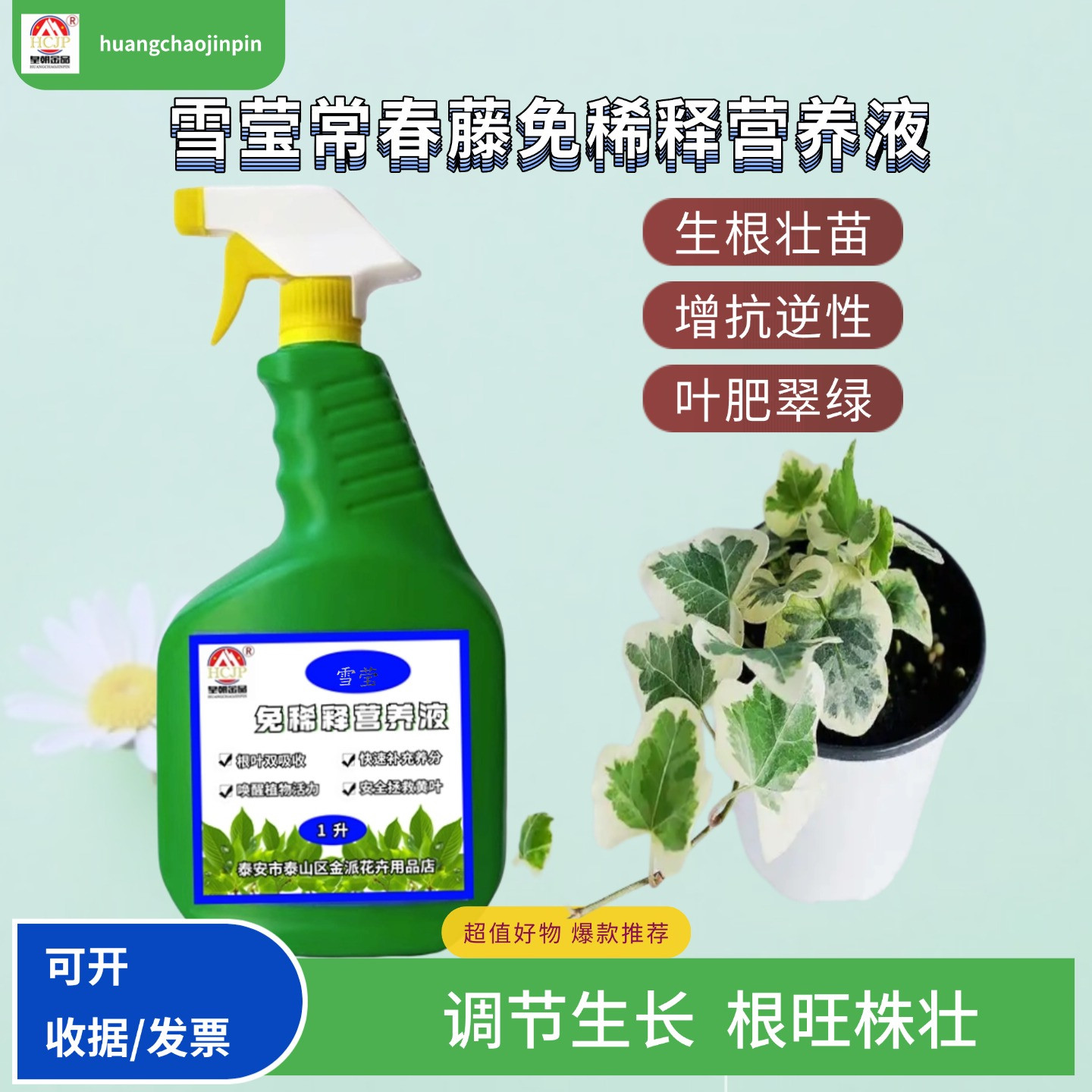 常春藤爬藤盆栽绿植物叶面养花肥