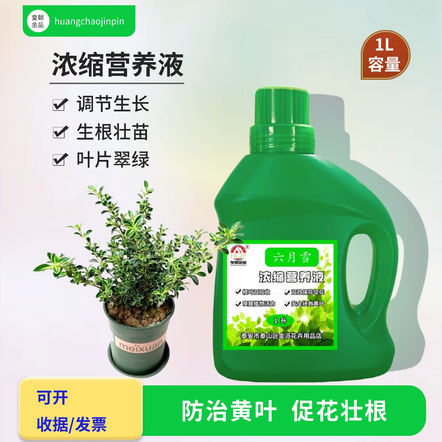 金边六月雪盆栽浓缩营养液水溶肥