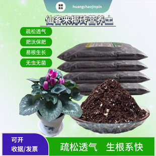 仙客来兔耳花盆栽椰砖营养花土专用室内花卉绿植物疏松育苗种植土