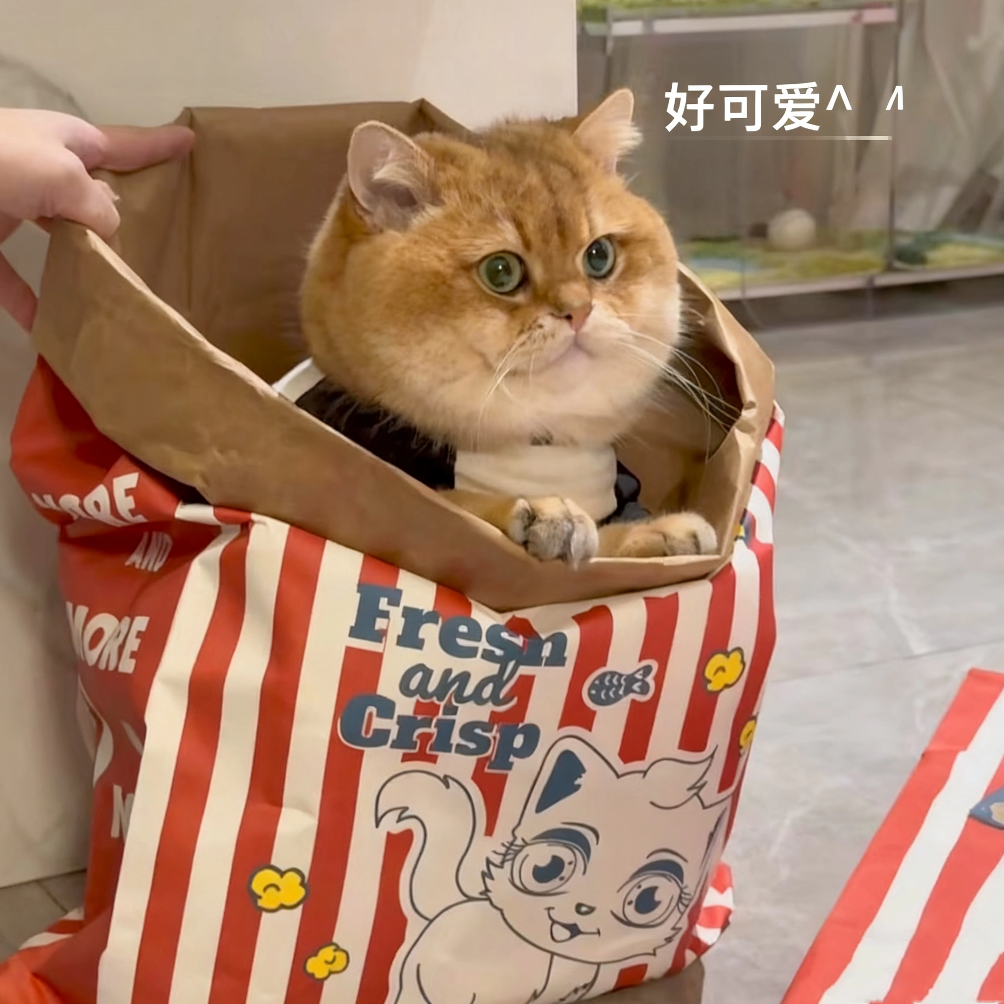 猫咪牛皮纸袋可爱益智减压逗猫捉迷藏袋四季用磨爪耐撕猫抓板玩具