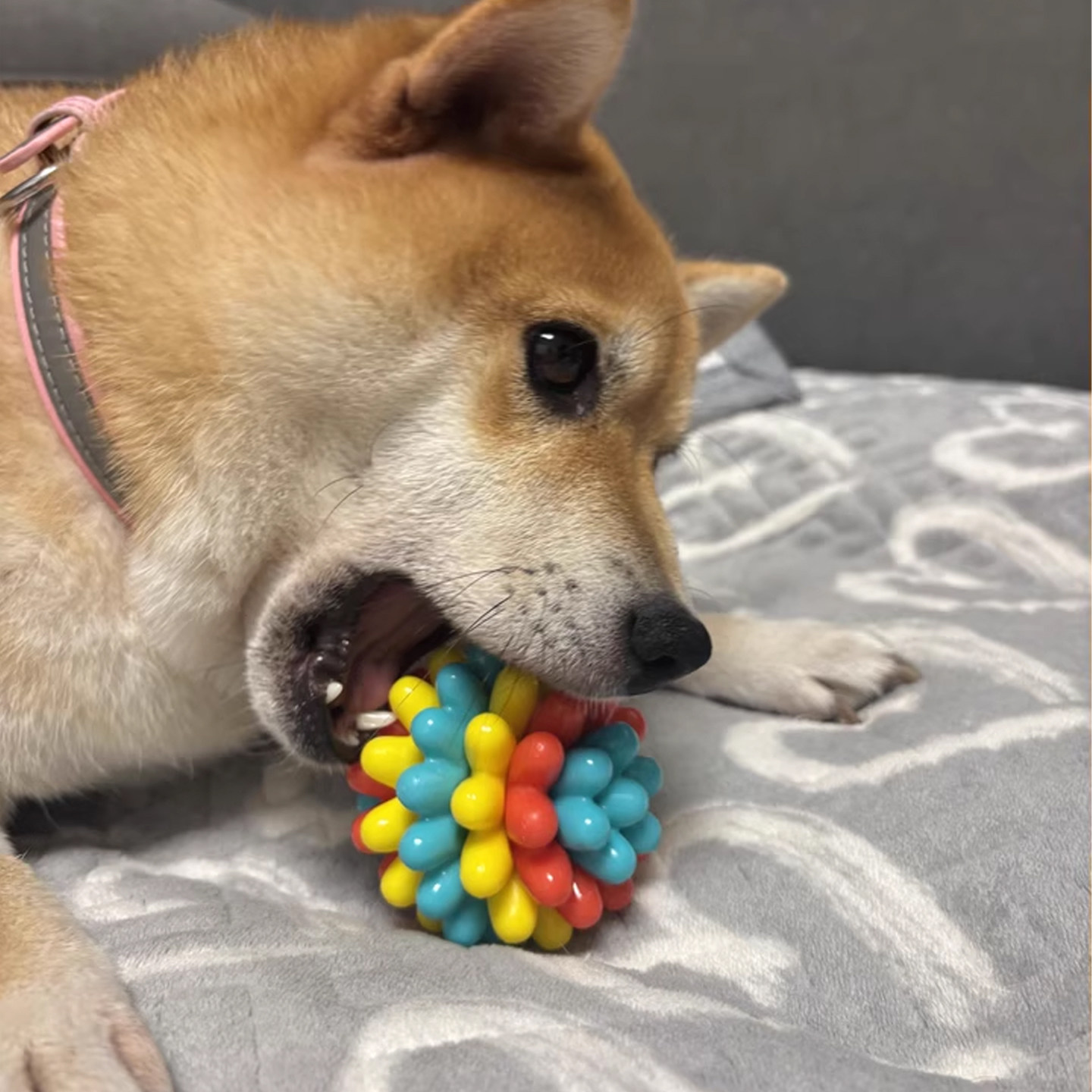 狗狗玩具球磨牙洁齿耐咬宠物小狗解闷神器橡胶弹力逗狗球体力消耗