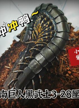 海南间脚泰国红龙越南巨人少棘多棘宠物异宠爬宠爬虫蜈蚣包邮