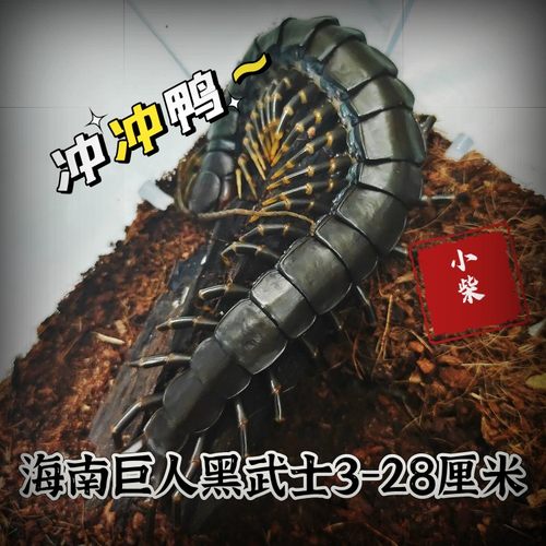 海南间脚泰国红龙越南巨人少棘多棘宠物异宠爬宠爬虫蜈蚣包邮