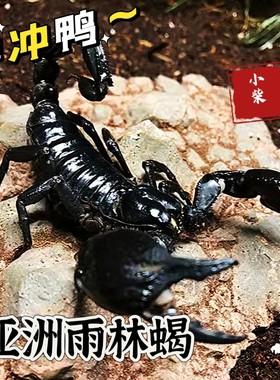 亚洲雨林蝎大号宠物观赏蝎子活体大黑蝎子温顺可上手爬虫异宠
