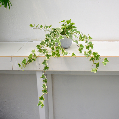 雪莹常青藤室内好养办公桌面植物