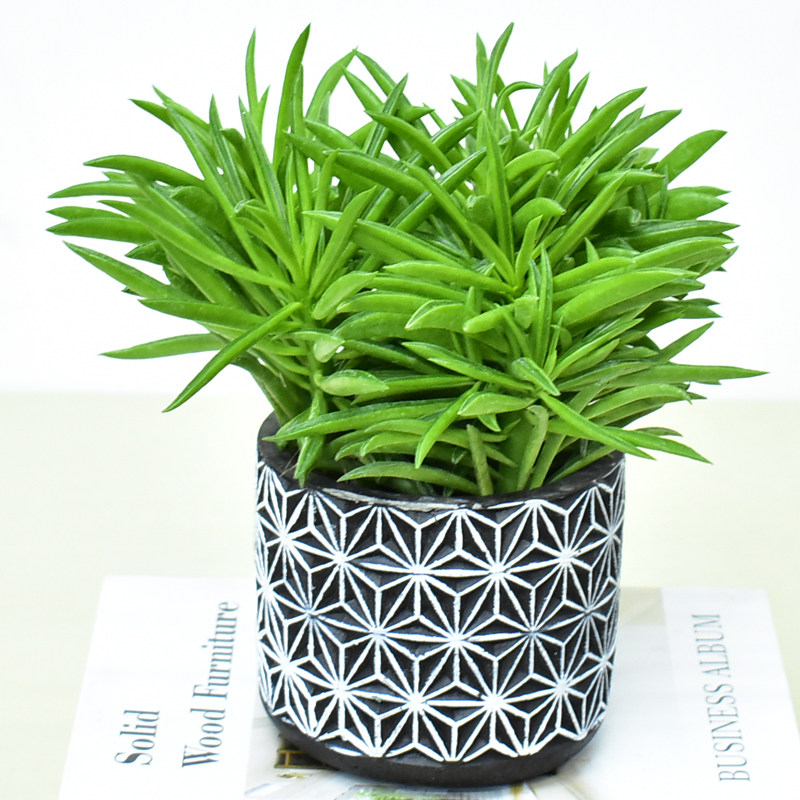 欢乐豆多肉柳叶椒草幸福豆办公室绿植吸甲醛植物桌面组合盆栽花卉