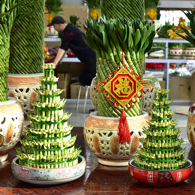 节节高富贵竹塔植物客厅招财开运塔竹转运竹送礼客厅水养绿植北京