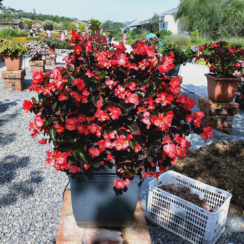 四季海棠丽格海棠阳台庭院耐晒