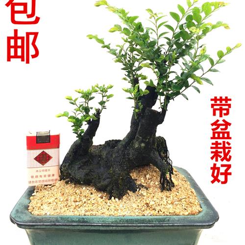 岭南盆景树桩室内室外客厅树苗黑骨茶盆栽绿植物老桩耐寒