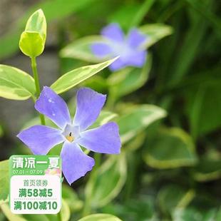 花叶蔓长春常绿耐阴垂吊阳台花园攀援爬藤植物花卉盆栽