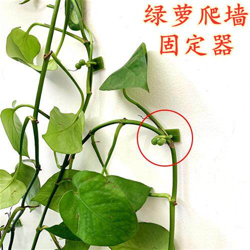 花爬藤架绿萝爬墙固定器阶梯花架藤蔓整理夹子室内免钉贴自由上墙