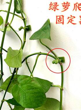 花爬藤架绿萝爬墙固定器阶梯花架藤蔓整理夹子室内免钉贴自由上墙