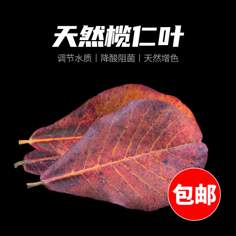 榄仁叶龙眼叶干泰国斗鱼小型热带鱼龙鱼乌龟虾降酸包邮天然懒人叶图片