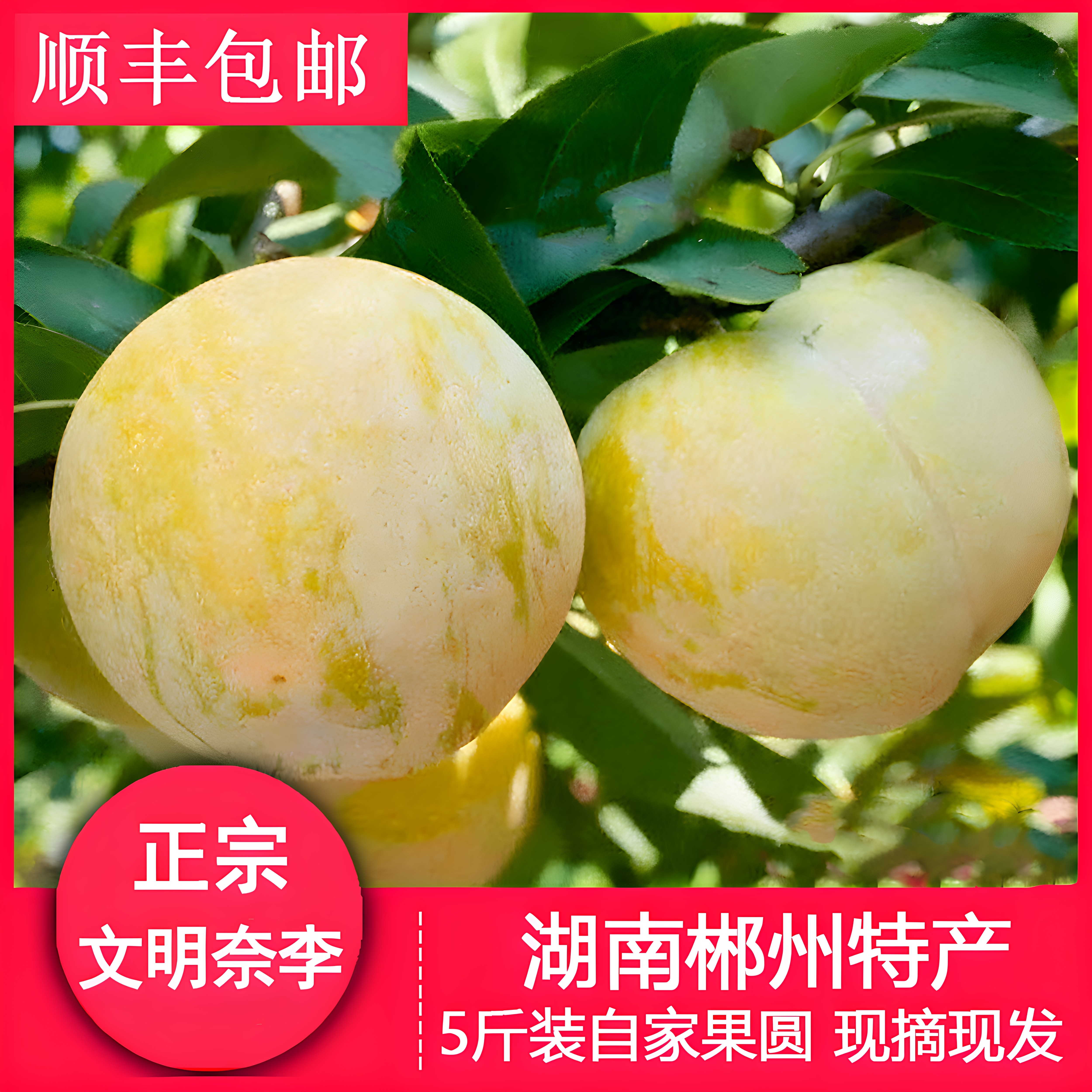 汝城文明脆甜黄金奈李5斤
