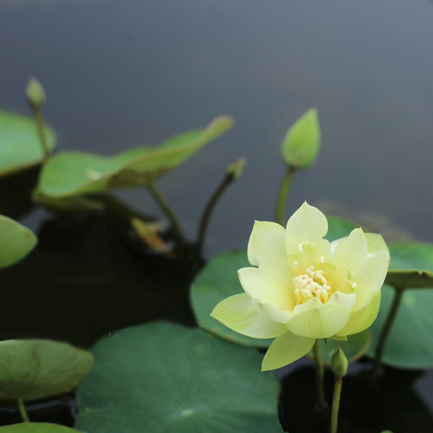 新品种《九卿》微型碗莲种藕姜永慧微莲苑小盆易养禅意荷花根苗
