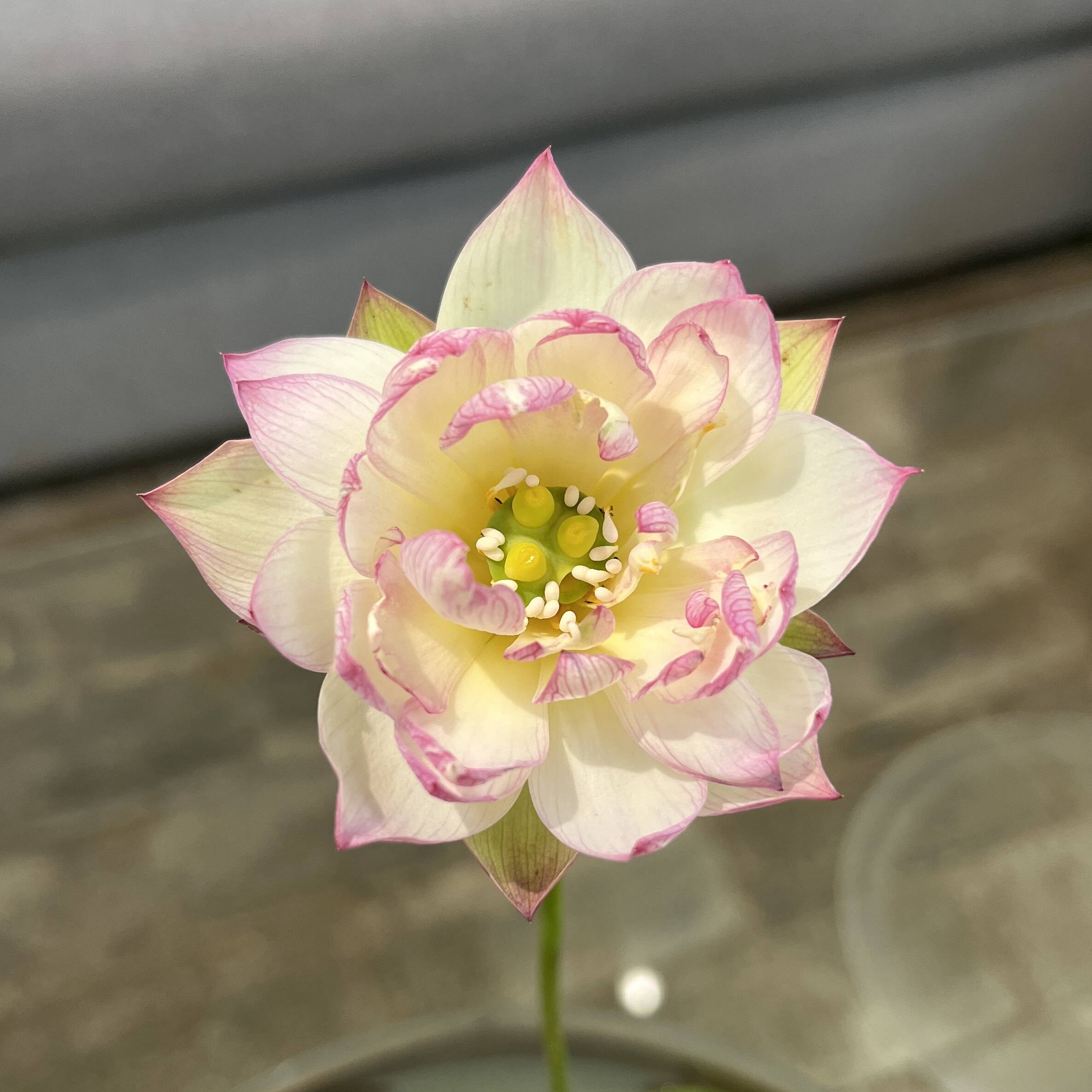 新品种《幻羽》微型碗莲种藕小苗姜永慧微莲苑正品带芽发货荷花