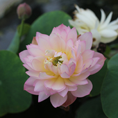 小桃夭 新品 种 微型碗莲种藕姜永慧微莲苑小盆易养禅意荷花根苗