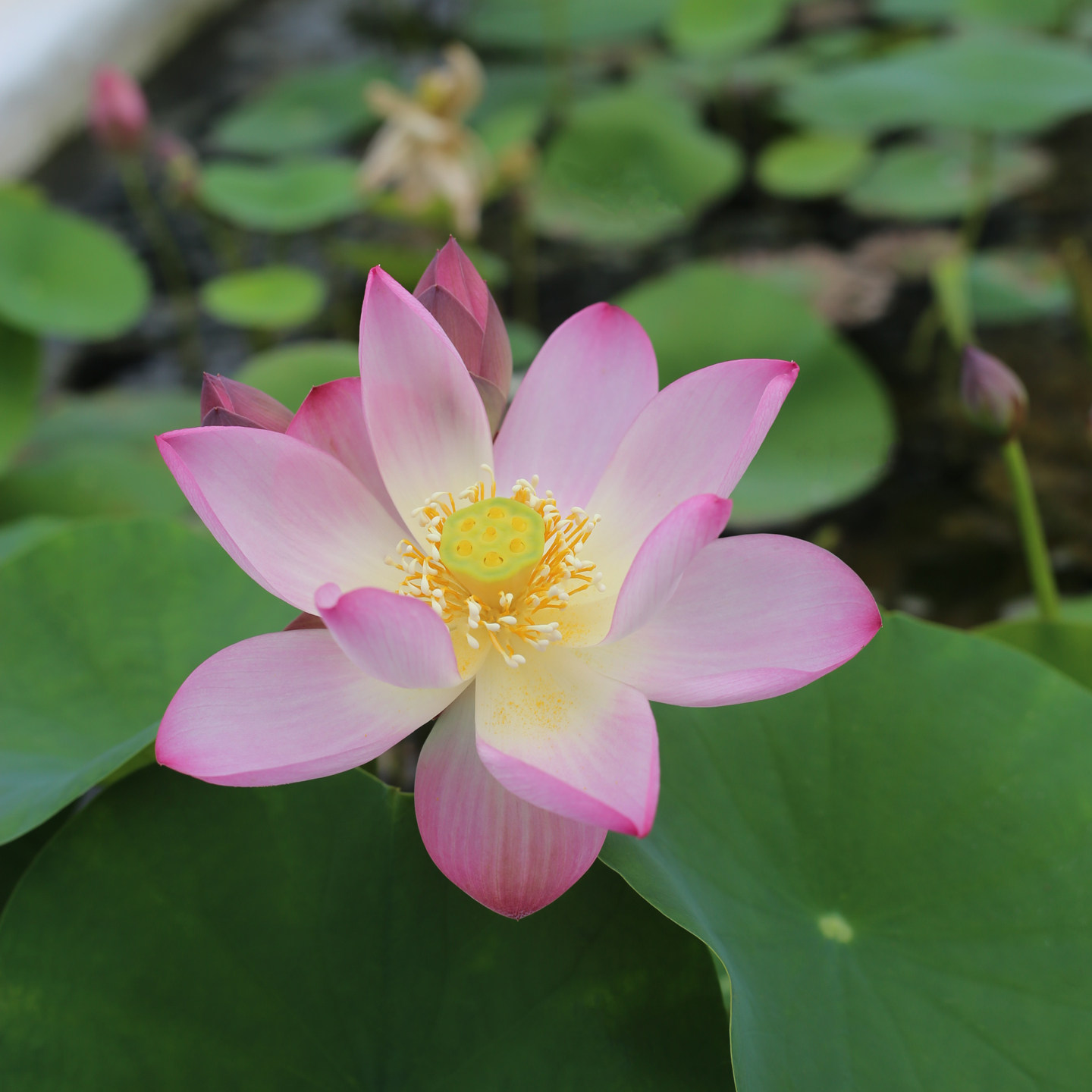 新品种《幽香》微型碗莲种藕根姜永慧微莲苑办公室窗台对版小荷花