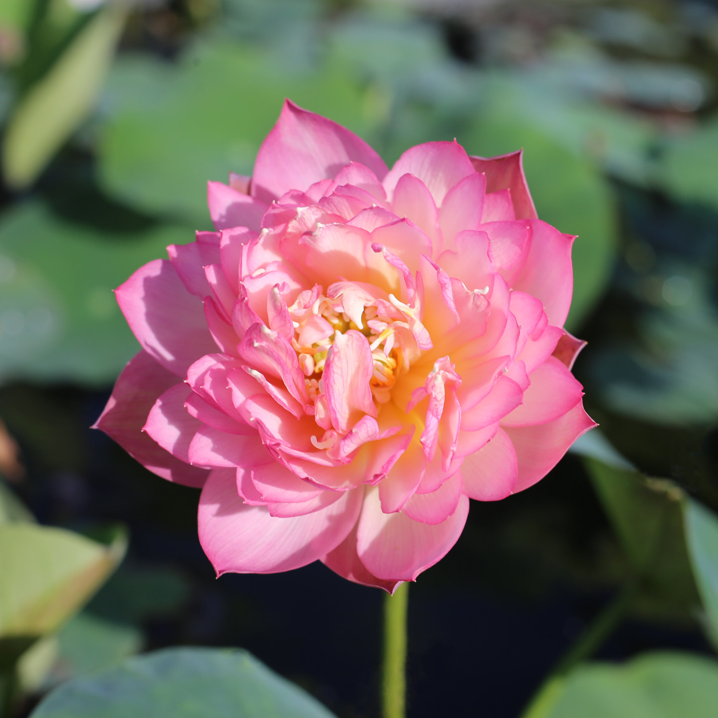 新品种《绮梦》微型碗莲种藕小苗姜永慧微莲苑小盆易养水生培荷花