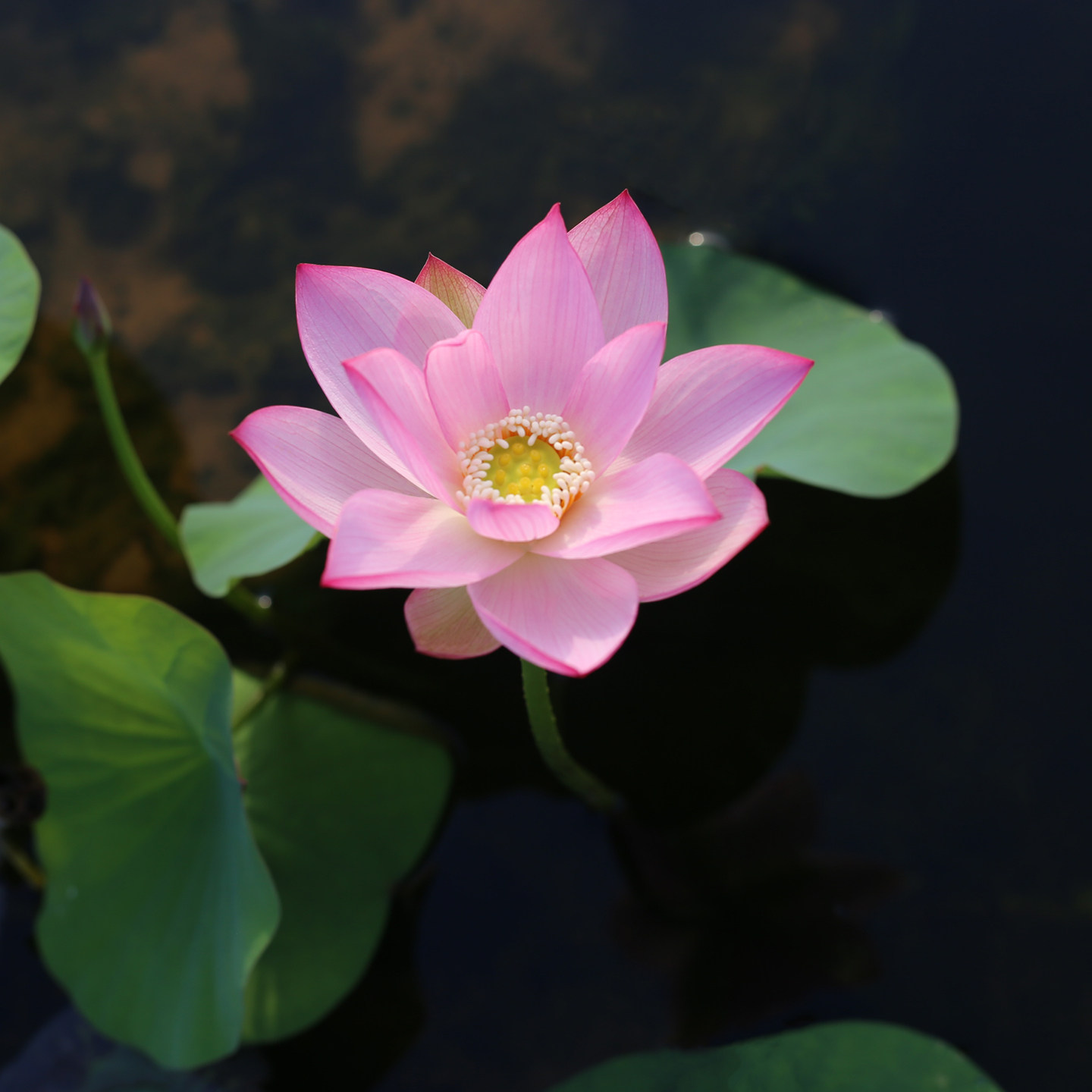 新品种《步摇》微型碗莲种藕姜永慧微莲苑小盆易养禅意荷花根苗