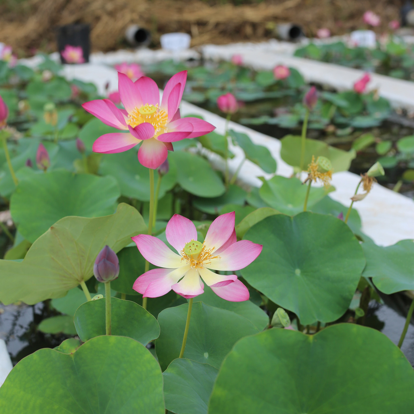 新品种《凤灵儿》微型碗莲种藕姜永慧微莲苑小盆水培植物迷你荷花