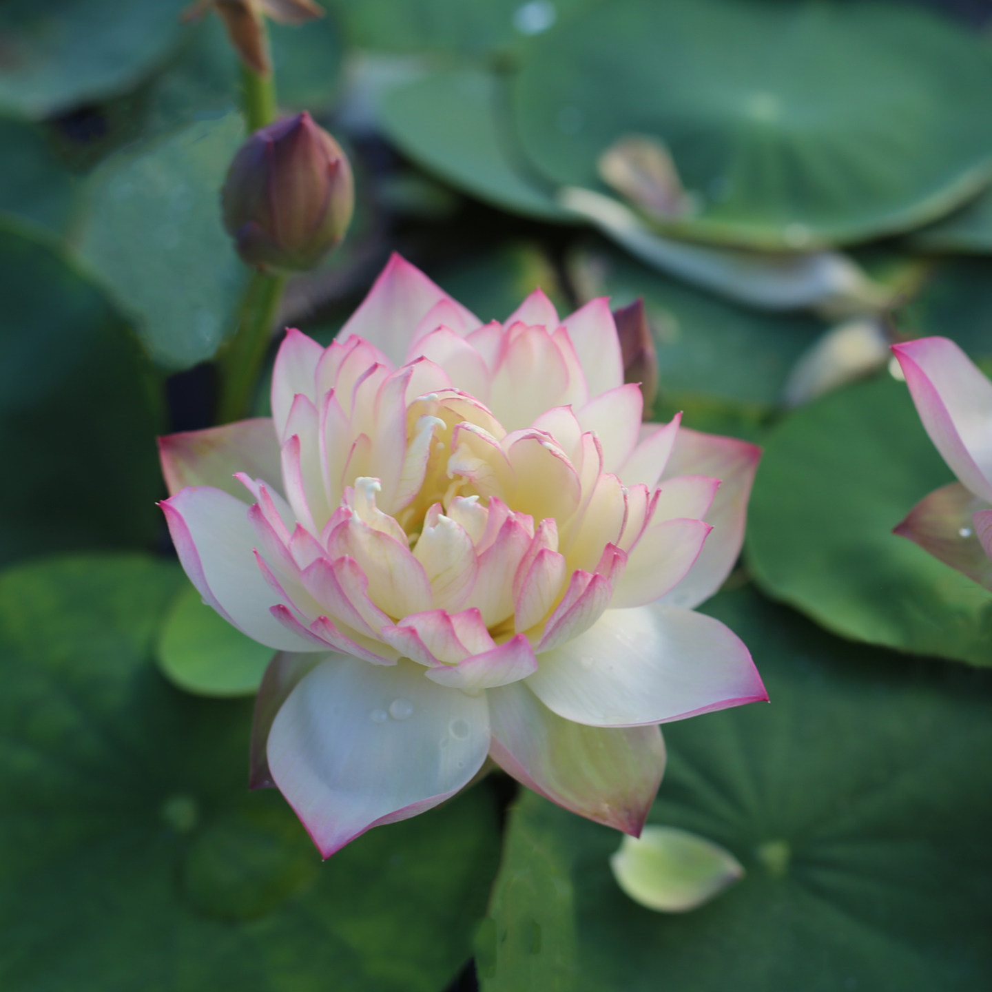 新品种《粉妆楼》微型碗莲种藕姜永慧微莲苑小盆易养禅意荷花根苗