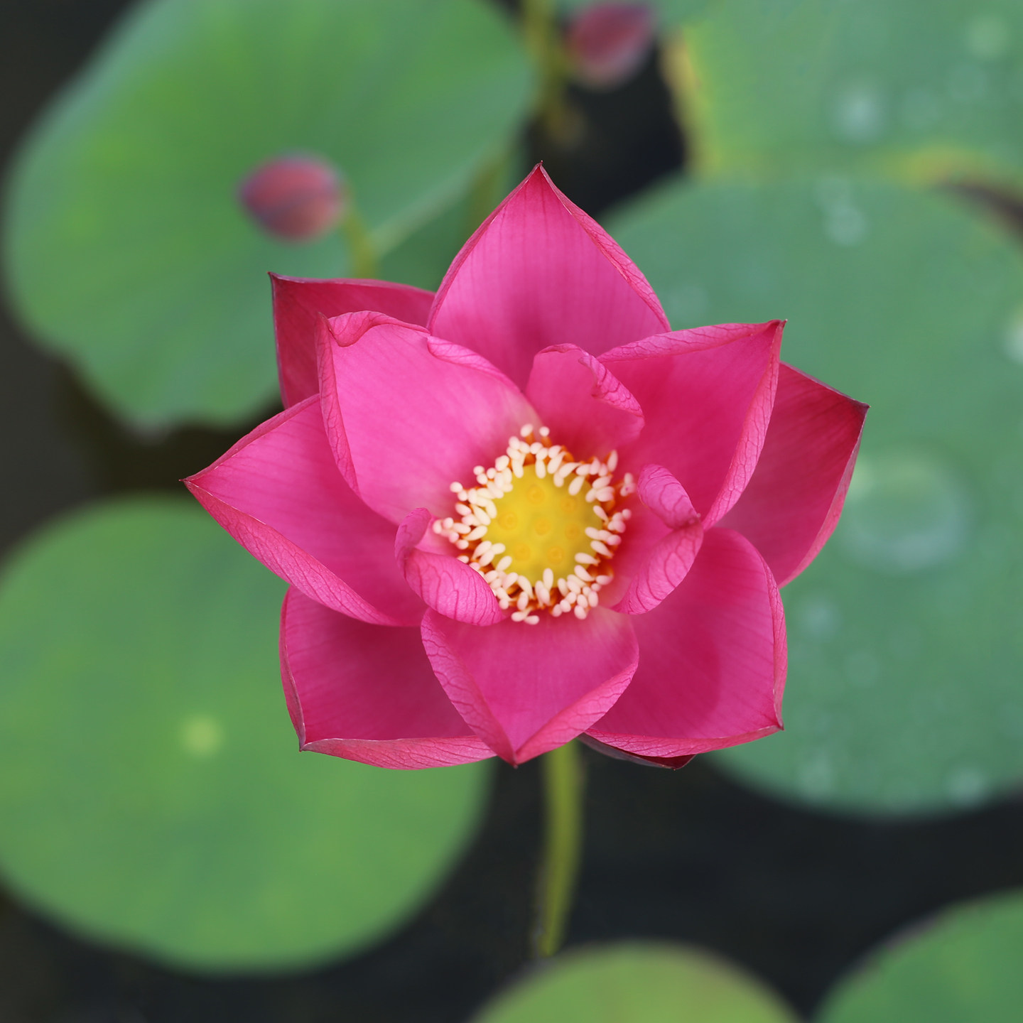 新品种《灼云》微型碗莲种藕小苗姜永慧微莲苑小盆易养活观赏荷花