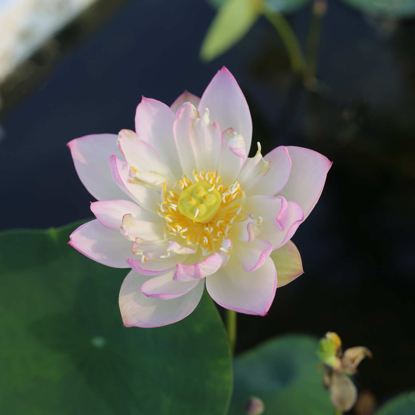新品种《尘曲》微型碗莲姜永慧小苗微莲苑丰花勤花非四季桌面盆栽