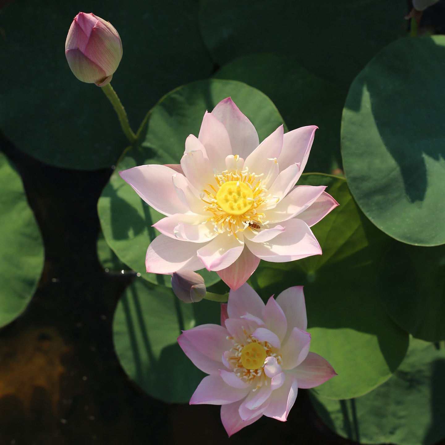 新品种《昭君》微型碗莲种藕姜永慧微莲苑小盆易养禅意荷花根苗