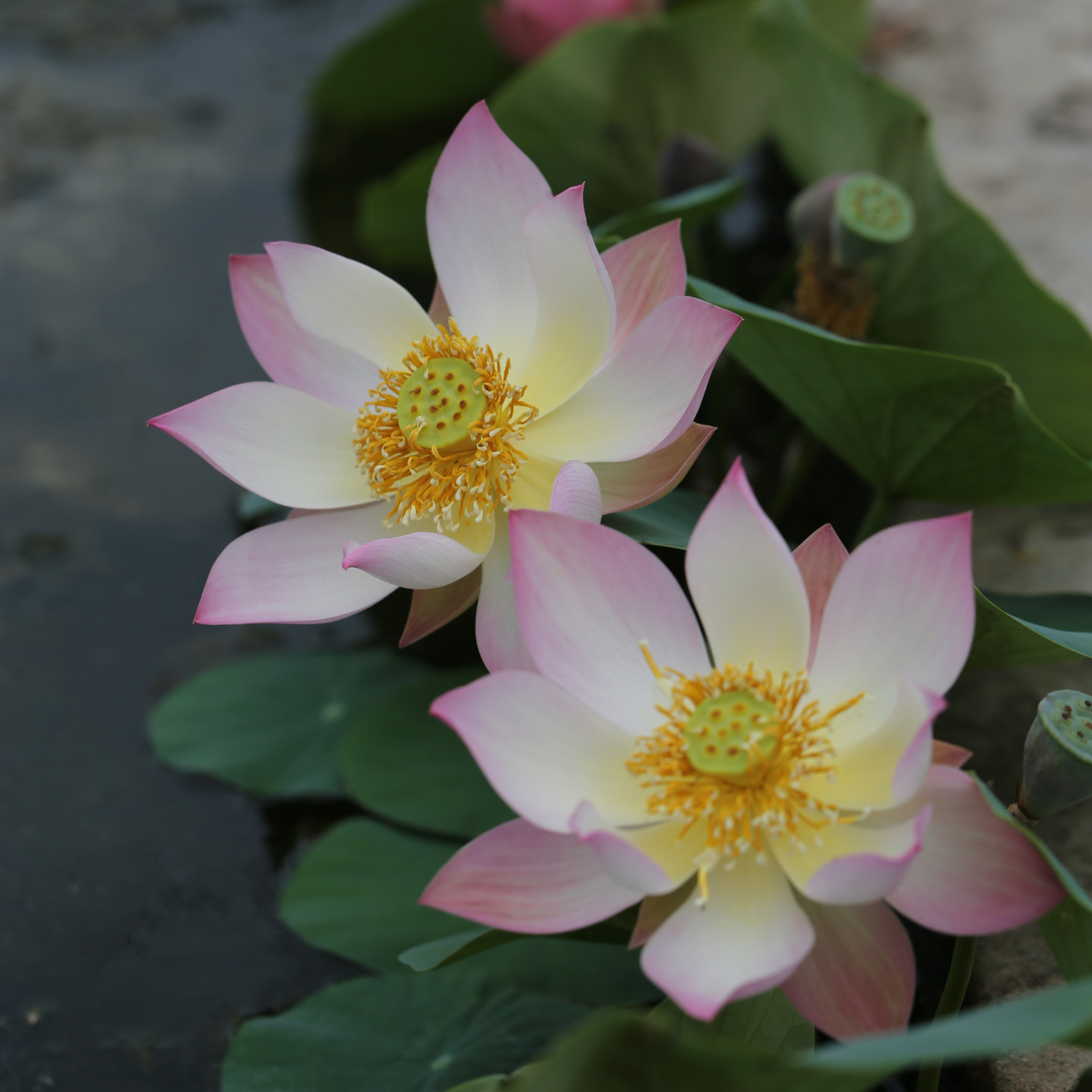 《粉袖轻纱》微型碗莲种藕姜永慧微莲苑丰花小盆易养禅意荷花根苗